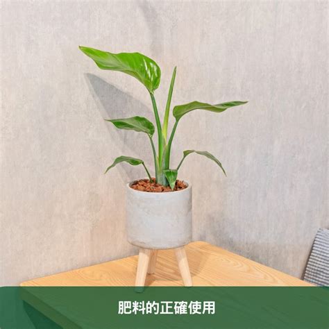 天堂鳥 植栽|天堂鳥如何照顧？懶人秒懂呵護天堂鳥的完整指南 